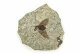 Detailed Fossil March Fly (Plecia) - Wyoming #245639-1